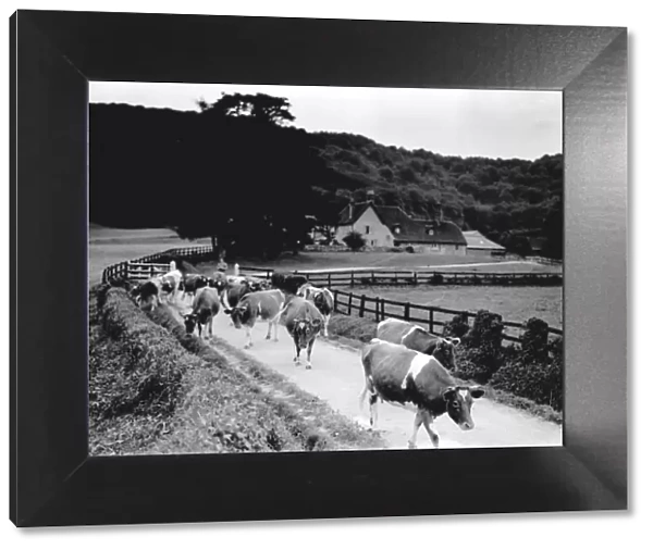 Cows in road near Graffham, August 1933