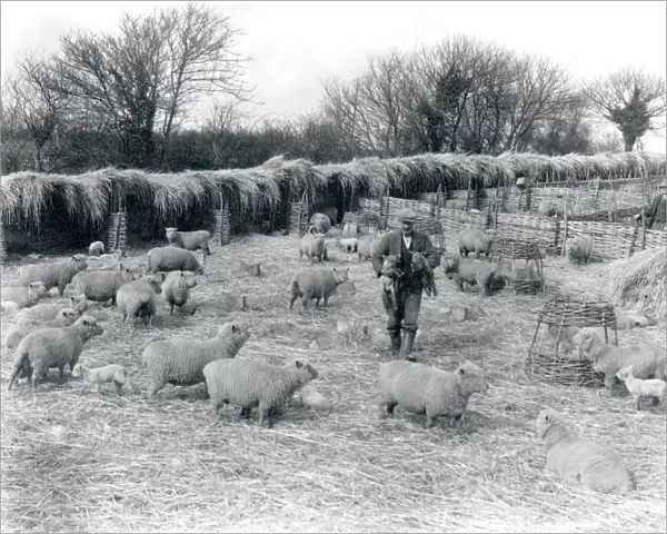 Sheepfold in Sullington, March 1934
