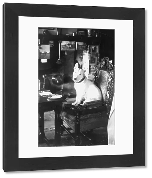 Dog in pub sitting on chair, December 1934