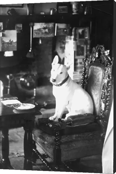 Dog in pub sitting on chair, December 1934
