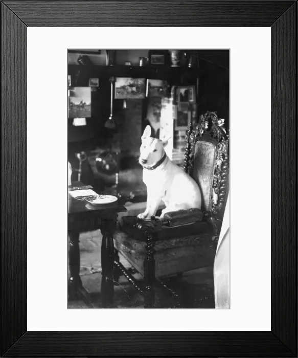 Framed Print : Dog in pub sitting on chair, December 1934 Framed Print : Dog in pub sitting on chair, December 1934