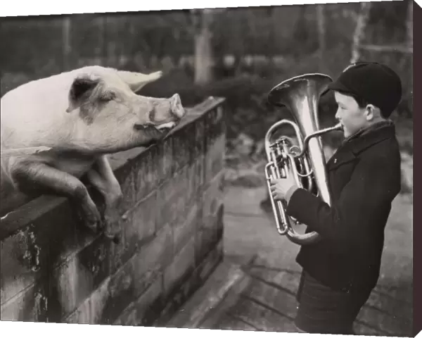 Boy playing musical instrument to pig at Mare Hill Farm, 1953