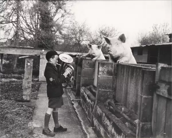 Pigs at Mare Hill Farm, December 1953
