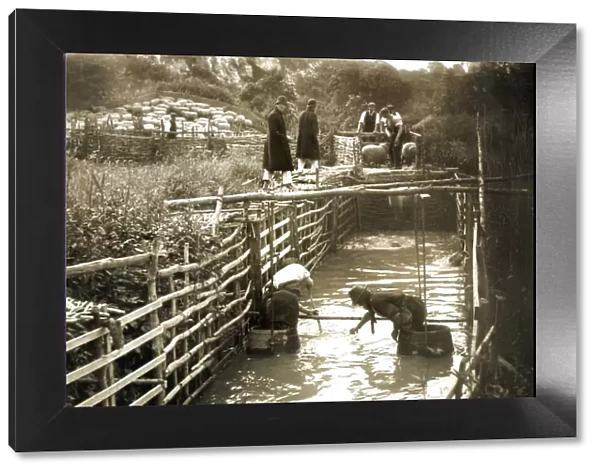Sheep-washing in the River Arun, Peppering Farm, near Burpham