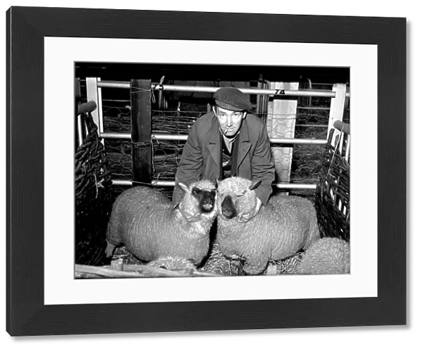 Shepherd with two sheep, 1955