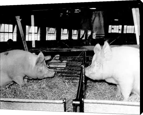 Two Pigs in pens, 1955