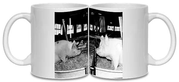 Two Pigs in pens, 1955