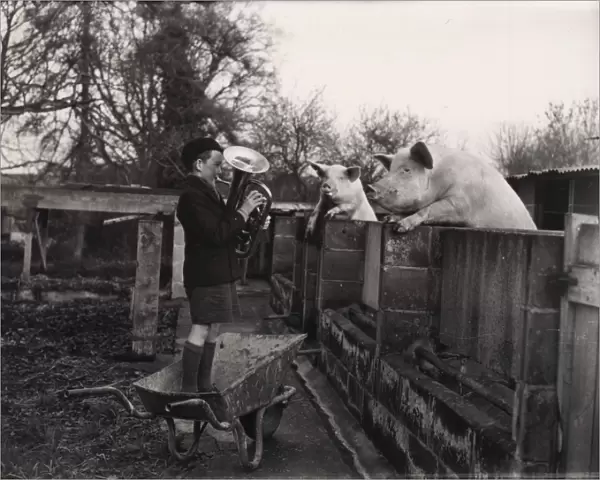 Boy playing musical instrument to two pigs