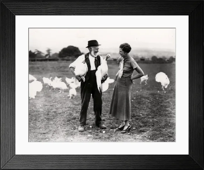 Framed Print : White turkeys Framed Print : White turkeys