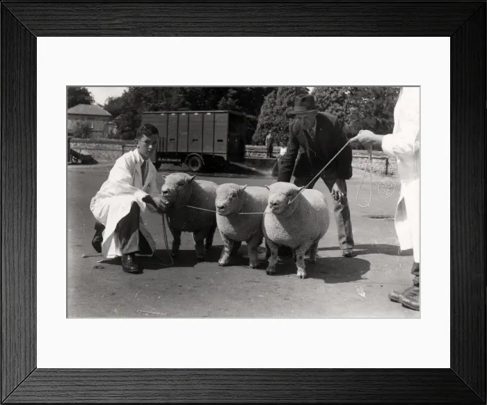 Framed Print : Southdown Sheep Show Framed Print : Southdown Sheep Show