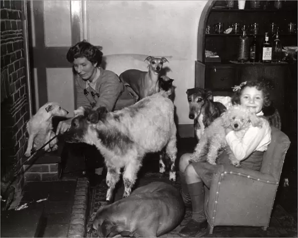 Calf and dogs living together, January 1950