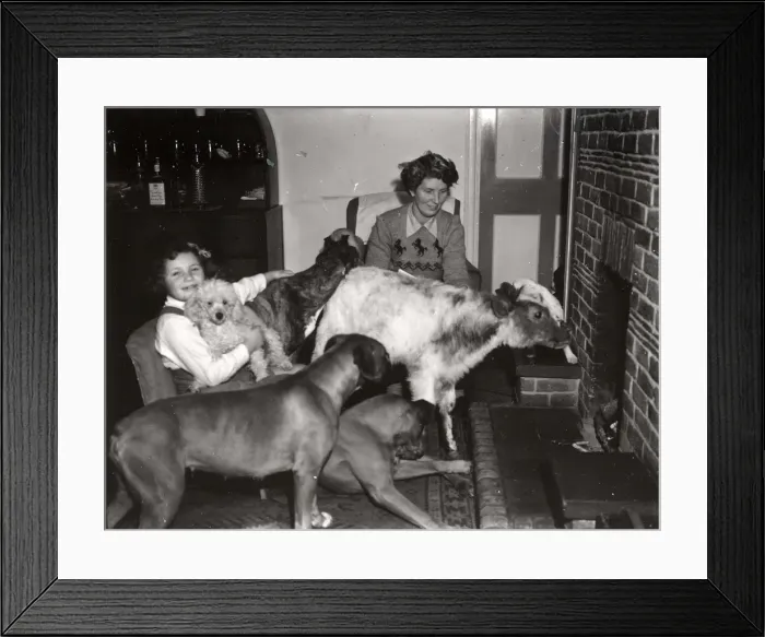 Framed Print : Calf and four dogs at the fireside Framed Print : Calf and four dogs at the fireside