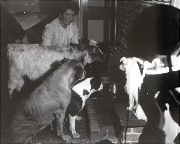 Calf and dogs at the fireside