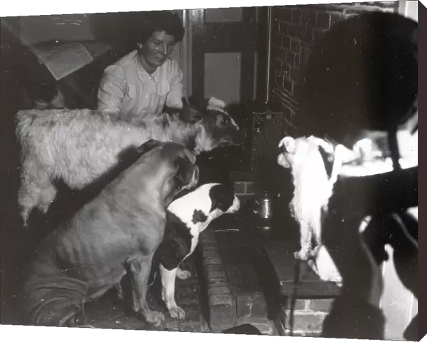 Calf and dogs at the fireside