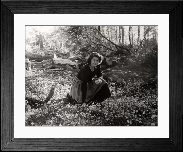 Framed Print : Young lady picking snowdrops Framed Print : Young lady picking snowdrops