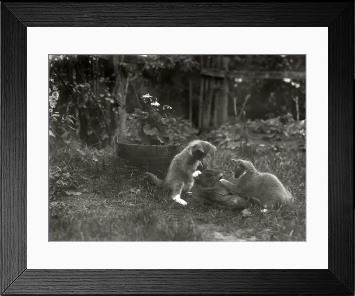 Framed Print : Kittens playing with old shoe Framed Print : Kittens playing with old shoe