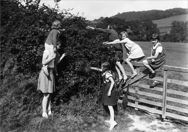 Six girls picking berries, September 1939