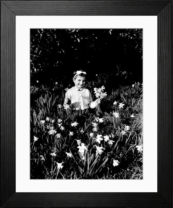 Framed Print : Five year old girl picking daffodils Framed Print : Five year old girl picking daffodils