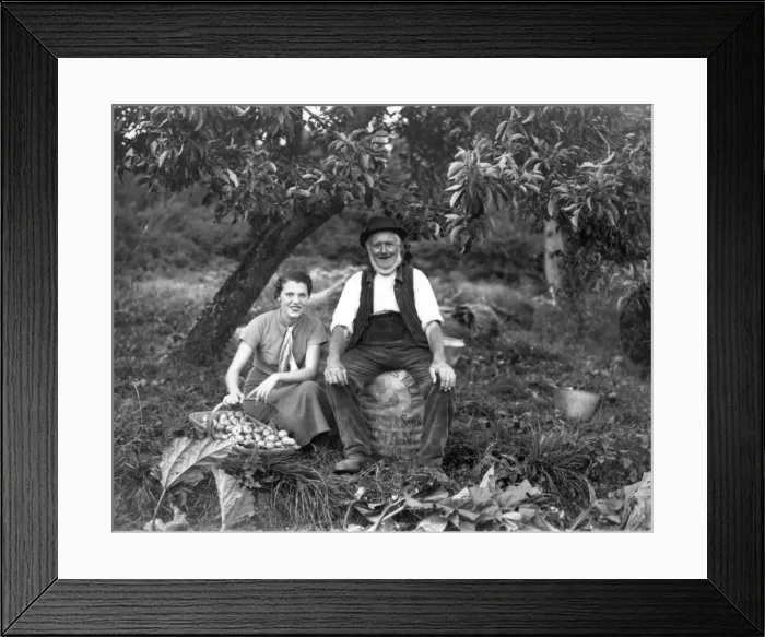 Framed Print : Cider apple gathering Framed Print : Cider apple gathering