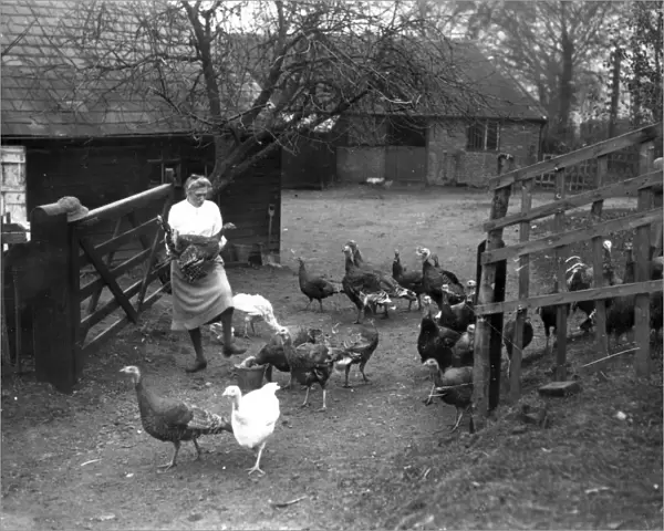 Turkeys on a farm at Frant