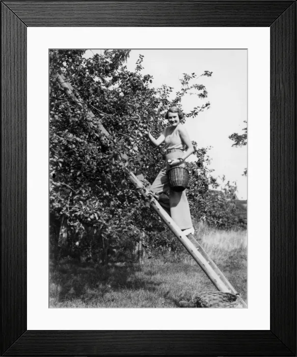 Framed Print : Apple picking at Marshalls Farm Framed Print : Apple picking at Marshalls Farm