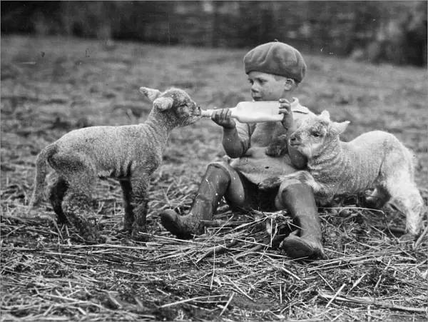 Boy feeding lambs on Crosss Farm