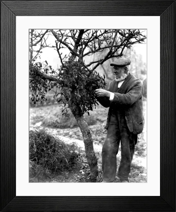 Framed Print : Elderly gentleman, gathering mistletoe Framed Print : Elderly gentleman, gathering mistletoe