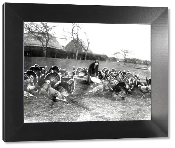Turkeys in a field at South Farm at Tillington, Sussex