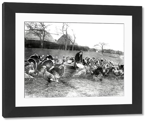 Turkeys in a field at South Farm at Tillington, Sussex
