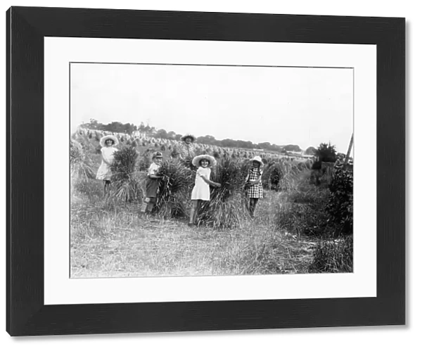 Harvesting, children helping. 1929