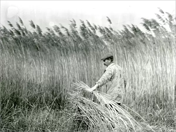 Reed cutting at Amberley, Sussex