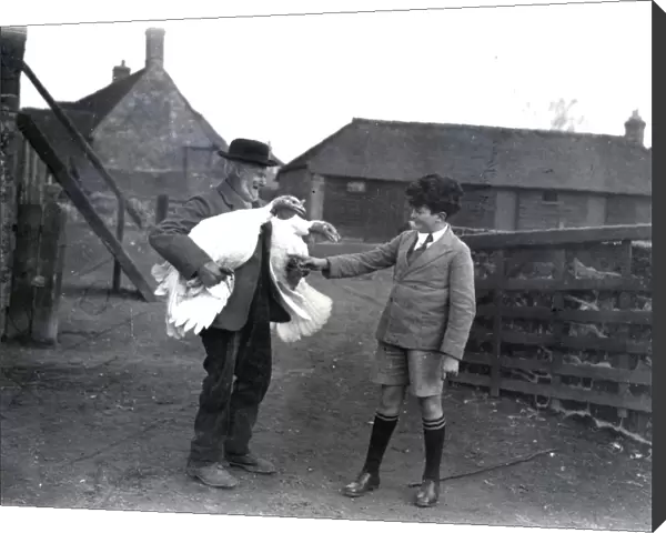 White Turkeys at Upperton, December 1933