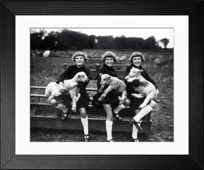 Framed Print : Girl triplets with lambs Framed Print : Girl triplets with lambs