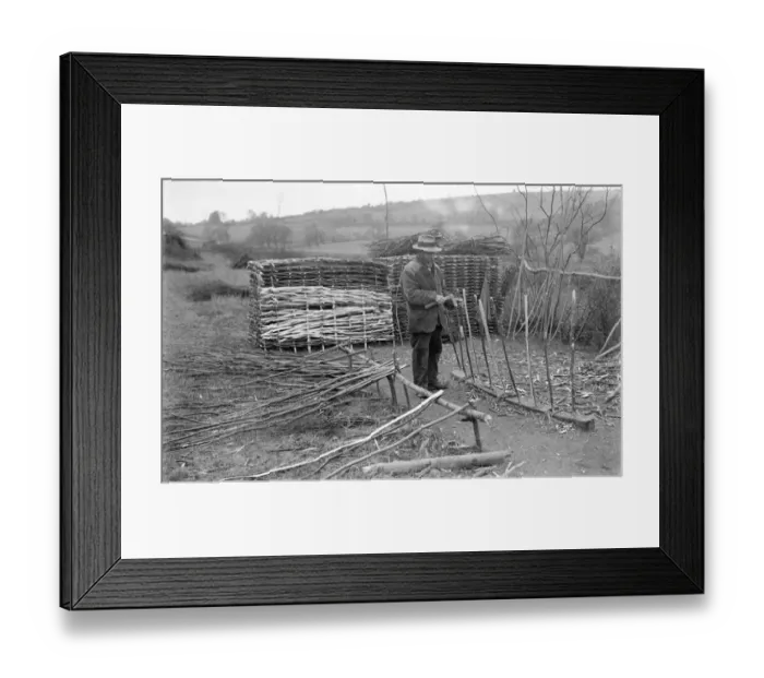 Framed Print : Mr Snow hurdle-making, April 1925 Framed Print : Mr Snow hurdle-making, April 1925