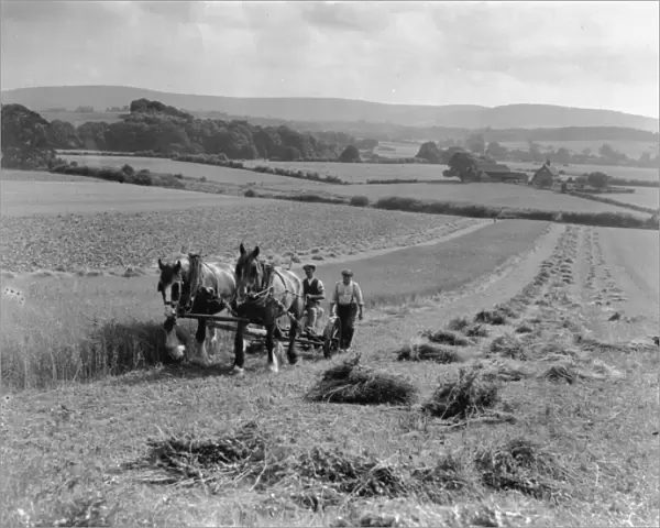 Linseed mowing at Strood, West Sussex, August 1933