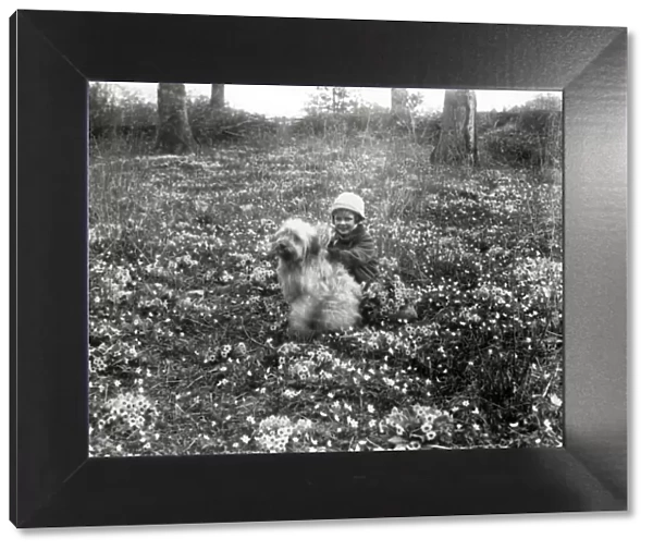 Girl and dog among the wild primroses at Ashington, April 1927