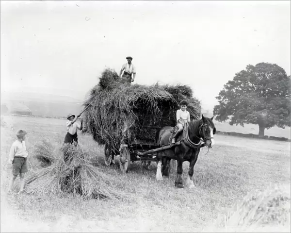 Collecting harvested hay on cart