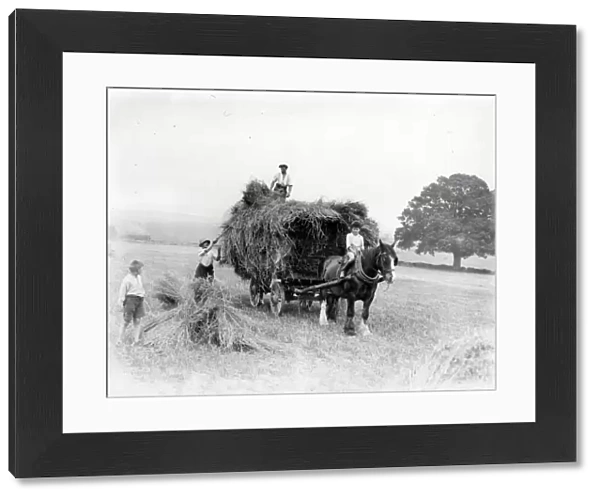 Collecting harvested hay on cart