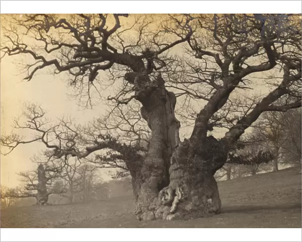 Midhurst: Queen Elizabeths Oak in Cowdray Park, 1907