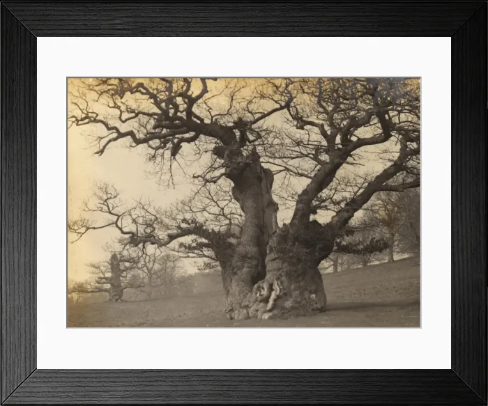 Framed Print : Midhurst: Queen Elizabeths Oak in Cowdray Park, 1907 Framed Print : Midhurst: Queen Elizabeths Oak in Cowdray Park, 1907