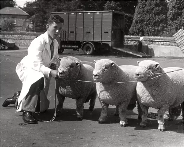 Southdown Sheep Show - showing three sheep