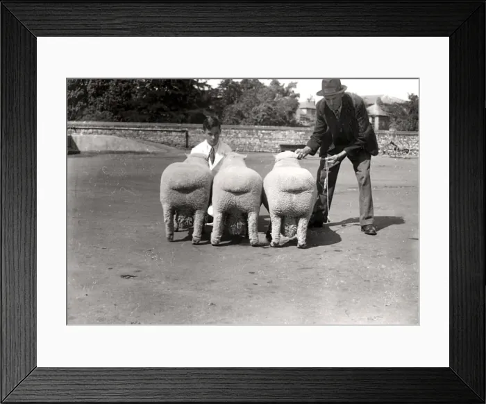Framed Print : Southdown Sheep Show showing the rear view of three sheep Framed Print : Southdown Sheep Show showing the rear view of three sheep