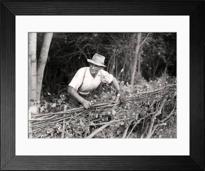 Framed Print : Man making a fence at West Grinstead Ploughing Match Framed Print : Man making a fence at West Grinstead Ploughing Match