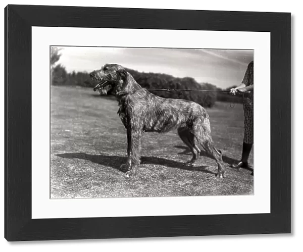 Irish Wolfhound in a field in Sussex