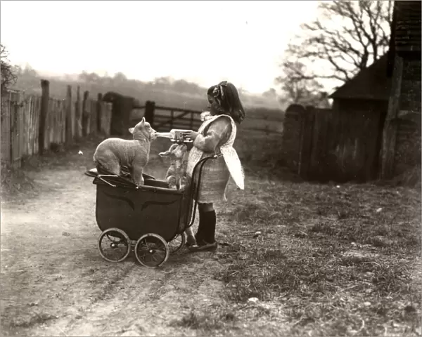 Girl and lambs with toy pram in Petworth, Sussex