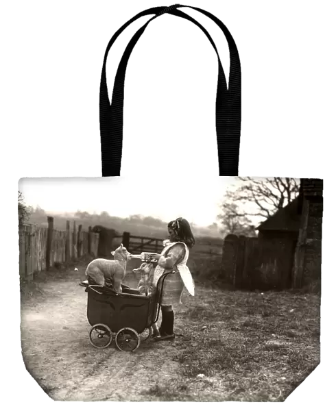 Girl and lambs with toy pram in Petworth, Sussex