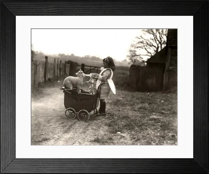 Framed Print : Girl and lambs with toy pram in Petworth, Sussex Framed Print : Girl and lambs with toy pram in Petworth, Sussex