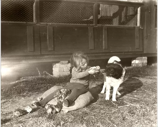 Girl with chicks and dog on West Chiltington poultry farm, Sussex