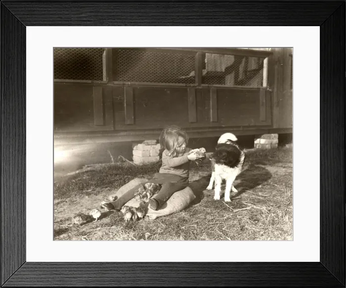 Framed Print : Girl with chicks and dog on West Chiltington poultry farm, Sussex Framed Print : Girl with chicks and dog on West Chiltington poultry farm, Sussex