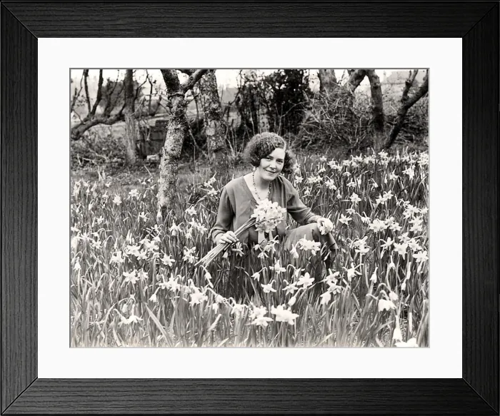 Framed Print : Young lady gathering narcissi Framed Print : Young lady gathering narcissi